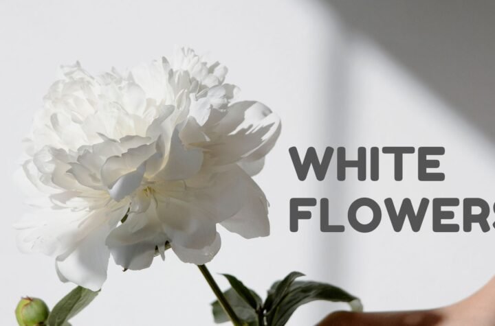 White Flowers