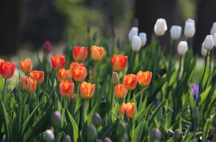 Get Well flowers