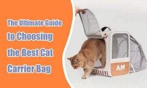 How to select cat bags and hats for comfort