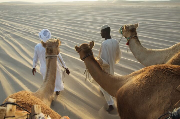 Camel Racing