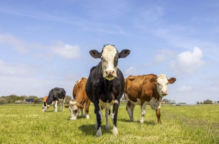 cattle feedlot management software