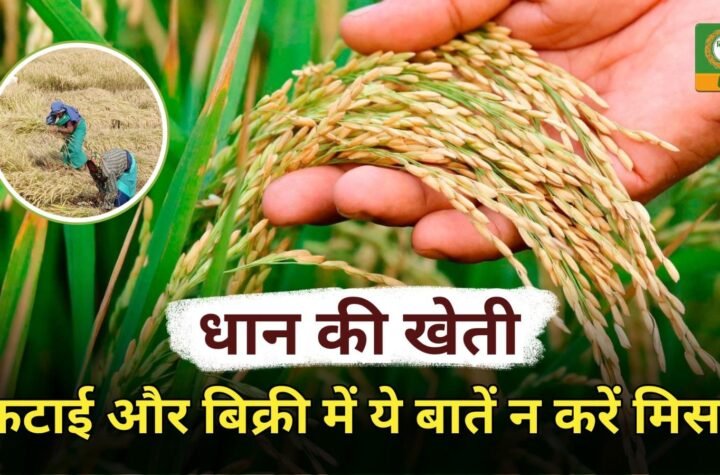 paddy cultivation